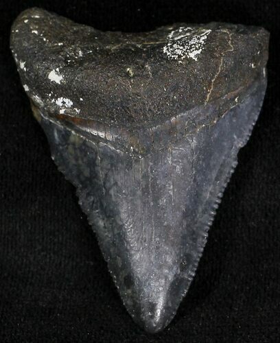 Serrated Juvenile Megalodon Tooth - Florida #21194